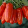 San Marzano Sauce Recipe A Culinary Guide