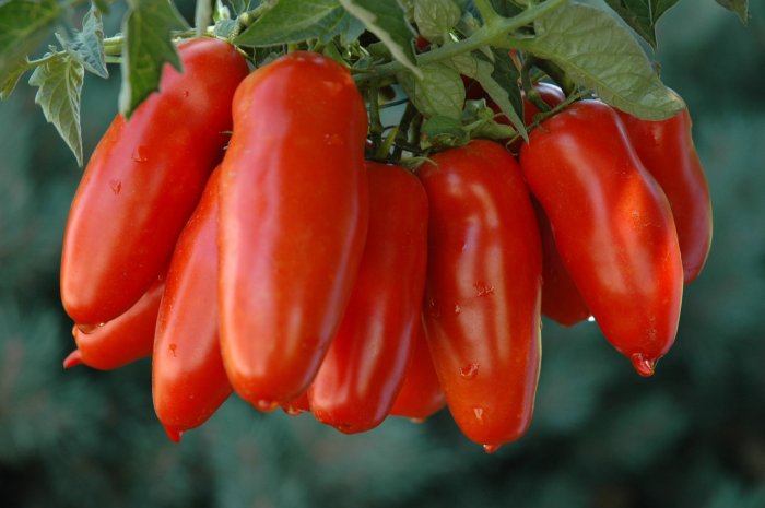 San marzano sauce recipe